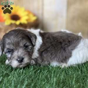 Maple, Shih-Poo Puppy